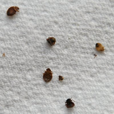 Exterminators Tackle Growing U.S. Bed Bug Problem