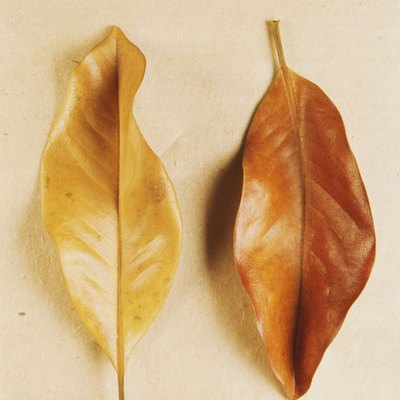 Magnolia leaves
