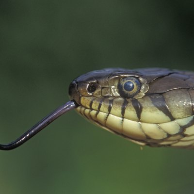 Grass snake, Natrix natrixx