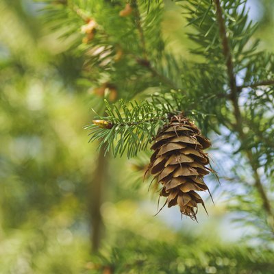 one open brown cone of green spruce