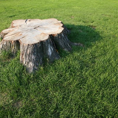 Stump in lawn