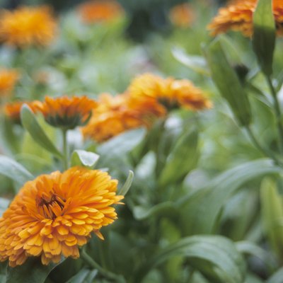 Marigolds