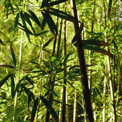 Bamboo forest, Maui, Hawaii