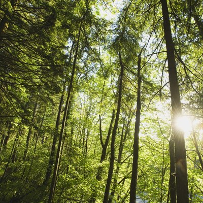 Sunburst in woods