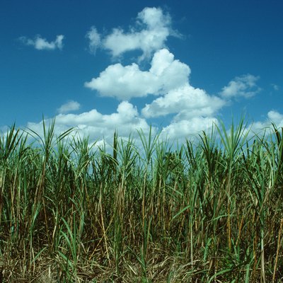 Sugarcane field in Cuba