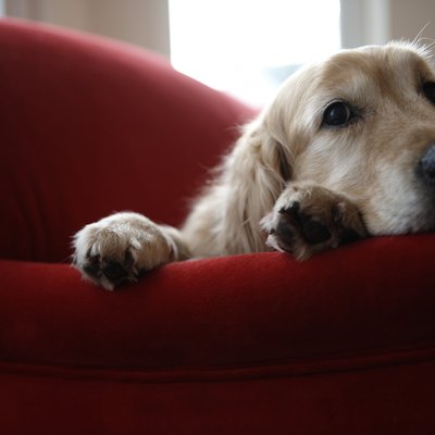Golden retriever dog lying on sofa, close-up