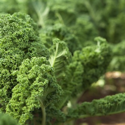 Kale in garden