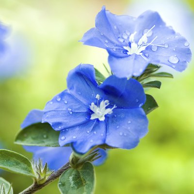 Blue daze