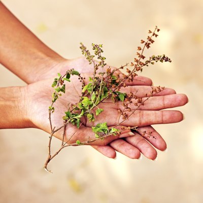 Hands holding basil stem, partial view