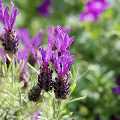Spanish lavender flowers