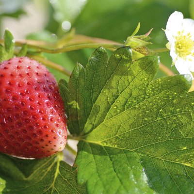 ripe strawberry