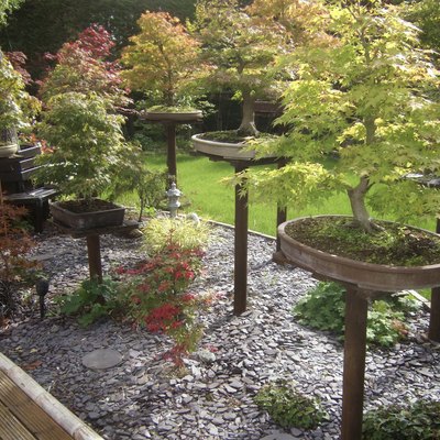 Image of Bonsai Trees displayed in a Garden