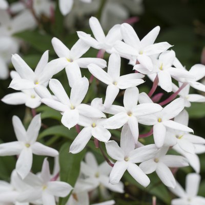 Lovely Star Jasmine blooming in spring