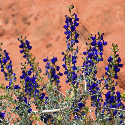 Desert Blue Sage Flowers