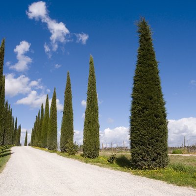 avenue lined with cypress trees in Tuscany