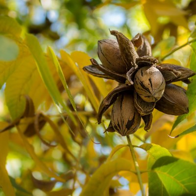 Pecan Nut Cluster surrounded with yellow and green leaves