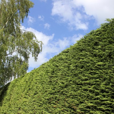 Image of tall Leyland cypress / Cupressus Leylandii hedge in garden