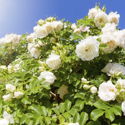 Bush of white Roses