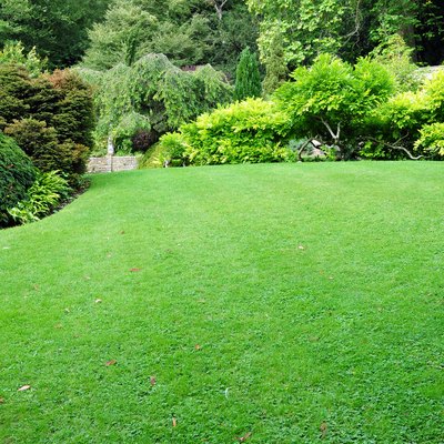 Peaceful Green Garden