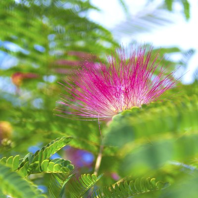 Albizia julibrissin - silk tree