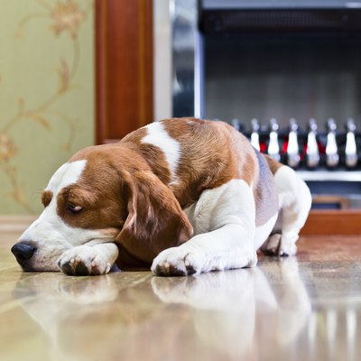 dog on a floor