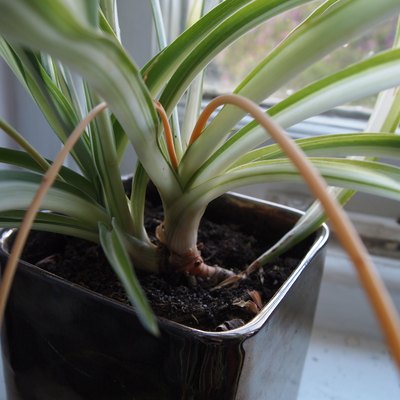 spider plant on window ledge