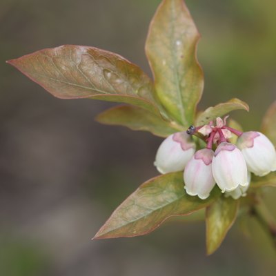 Blueberry buds and white flower on a bush