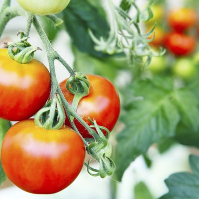 Tomatoes ripen in the garden