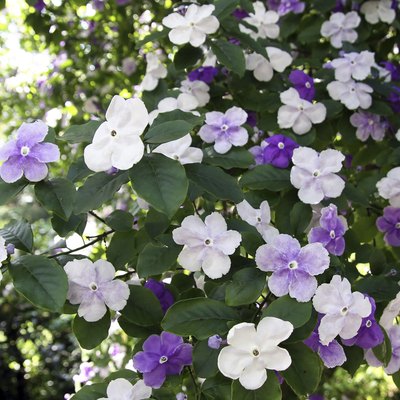 Brunfelsia pauciflora
