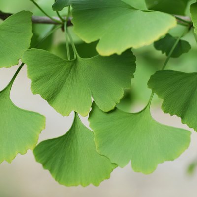 Ginkgo biloba leaves