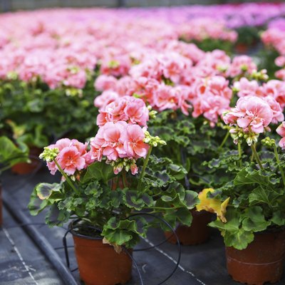 Greenhouse with blooming geranium flowers