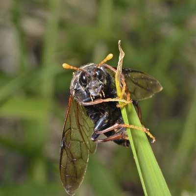 Insect sawfly (Tenthredinidae)
