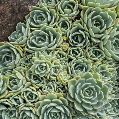 Hens and Chicks (Echeveria elegans) between two rocks