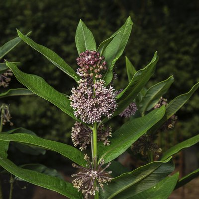 Milkweed