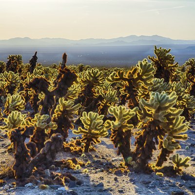 Cholla Cactus Garden