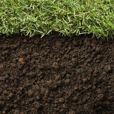 grass and dirt
