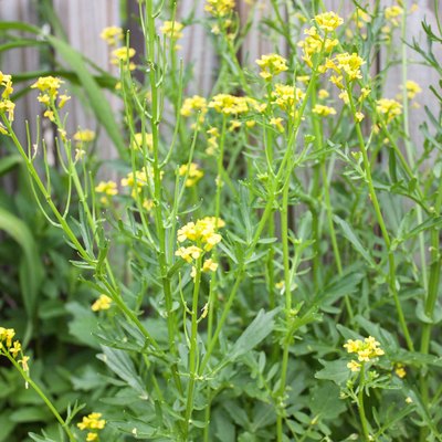 yellow mustard weed