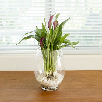 How to Grow Bulbs in a Glass Vase