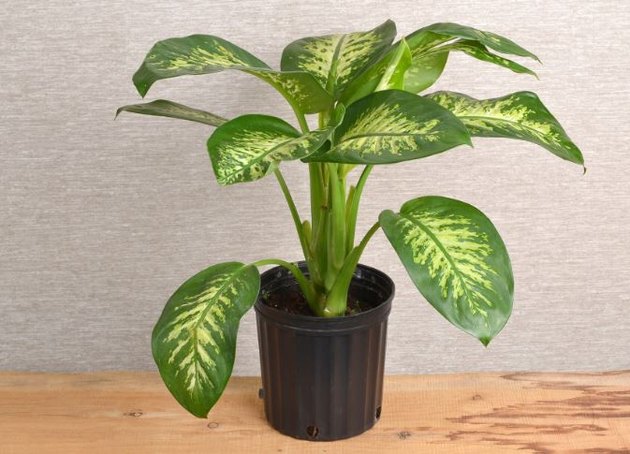 Dieffenbachia house plant