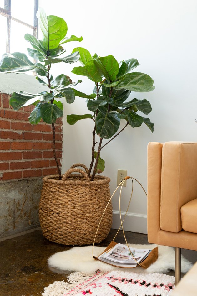 These Indoor Plants Are Ideal for Living Rooms | Hunker