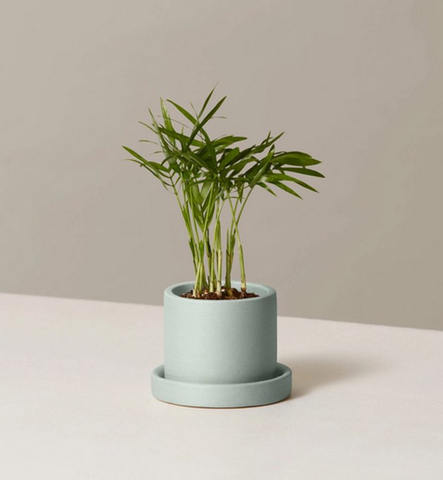 Indoor Plants Safe for Dogs Hunker