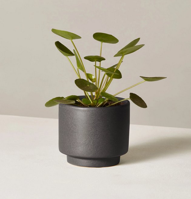 Indoor Plants Safe for Dogs Hunker