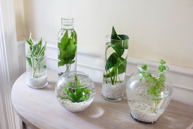 Jardin de plantes aquatiques bricolage