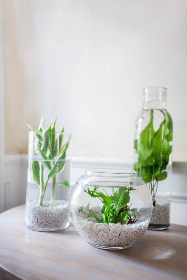 Pièce maîtresse de plantes aquatiques bricolage