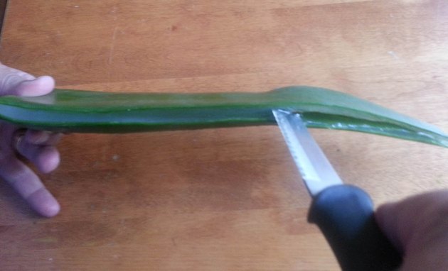 How To Extract Aloe From Aloe Vera Plants Hunker 9308