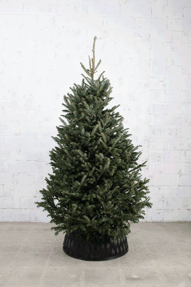 christmas tree decorating gif
