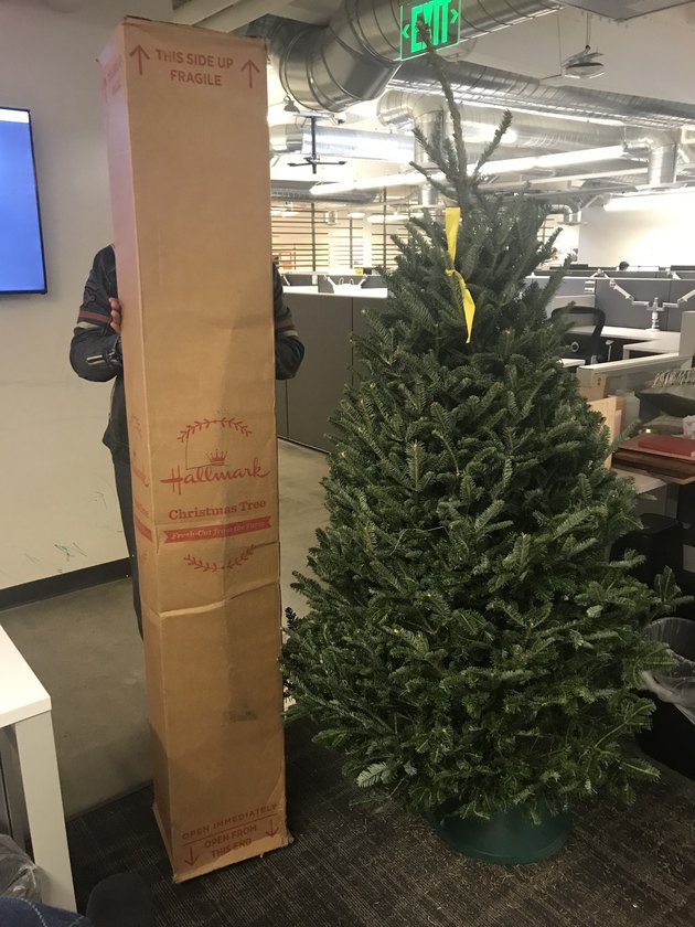 Our Review of Amazon's Live Christmas Trees Hunker