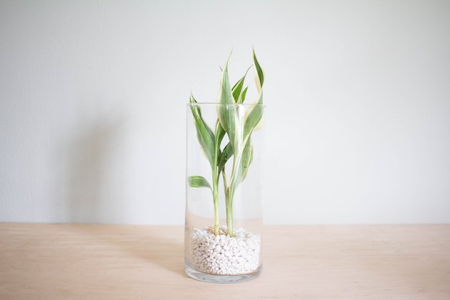 Plante aquatique ajoutée au gravier