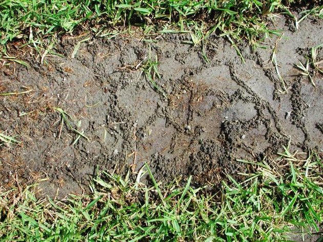 Mole crickets make tunnels.