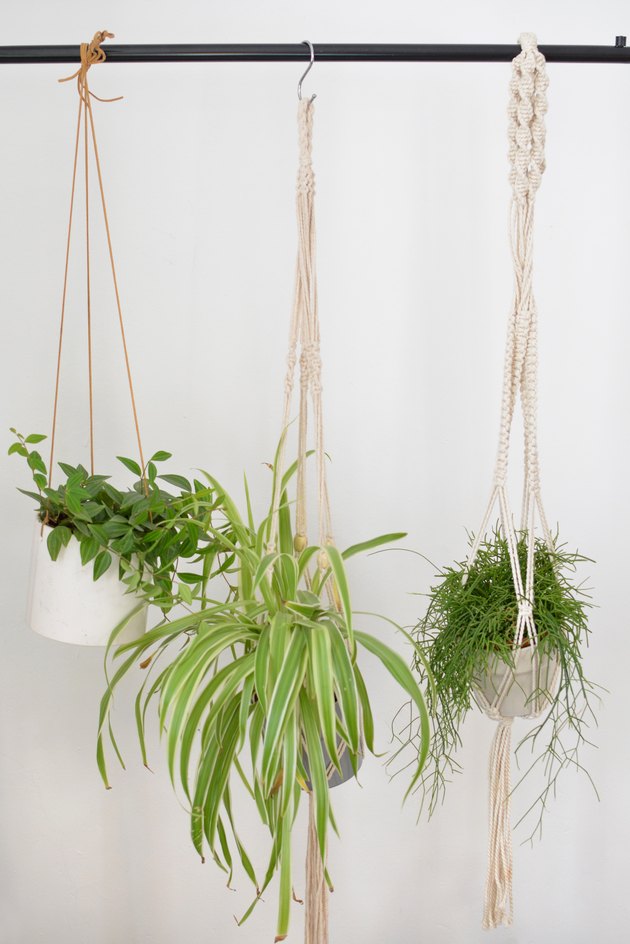How to Style Plants